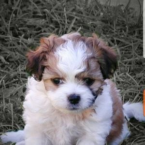 Meet your Posher, Shawna